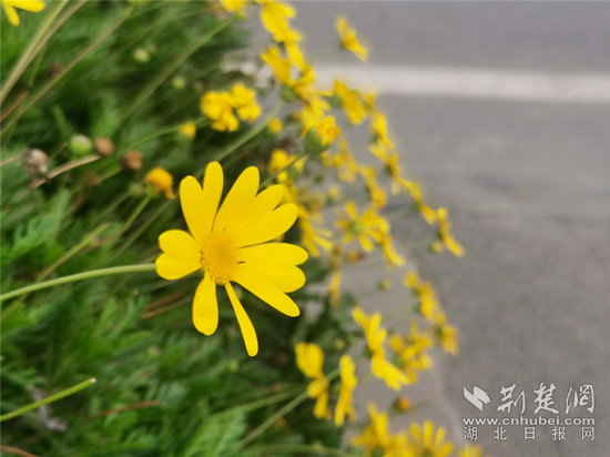 3.13 鳳凰廣場(chǎng) 黃金菊-1 _副本.jpg