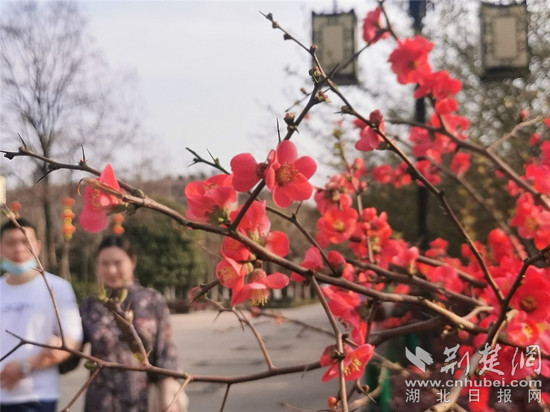 3.13 西山公園 海棠-1 _副本.jpg