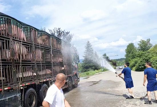 眼見一車生豬被救，長途司機(jī)李師傅終于松了口氣 (1)_副本.jpg