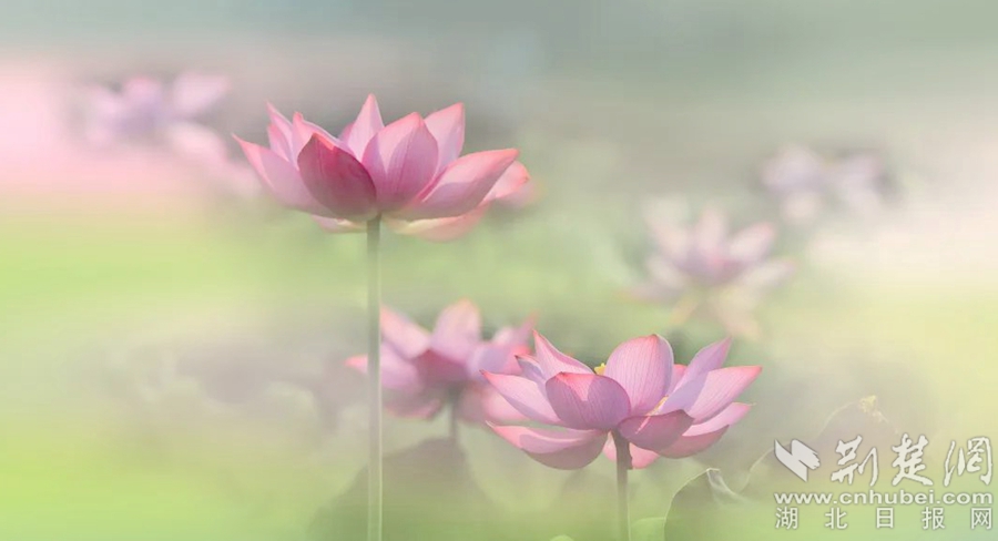 《清新脫俗》 喻俊 攝.jpg